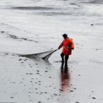 21.10.2017 Fałków. Stawy rybne. Przenoszenie karpia ze stawów do magazynów skąd będą odławiane przed świętami / Jarosław Kubalski / Radio Kielce