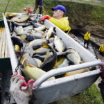 21.10.2017 Fałków. Stawy rybne. Przenoszenie karpia ze stawów do magazynów skąd będą odławiane przed świętami / Jarosław Kubalski / Radio Kielce