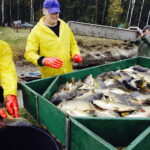 21.10.2017 Fałków. Stawy rybne. Przenoszenie karpia ze stawów do magazynów skąd będą odławiane przed świętami / Jarosław Kubalski / Radio Kielce