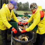 21.10.2017 Fałków. Stawy rybne. Przenoszenie karpia ze stawów do magazynów skąd będą odławiane przed świętami / Jarosław Kubalski / Radio Kielce