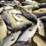 21.10.2017 Fałków. Stawy rybne. Przenoszenie karpia ze stawów do magazynów skąd będą odławiane przed świętami / Jarosław Kubalski / Radio Kielce