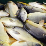 21.10.2017 Fałków. Stawy rybne. Przenoszenie karpia ze stawów do magazynów skąd będą odławiane przed świętami / Jarosław Kubalski / Radio Kielce