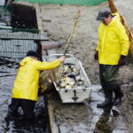 21.10.2017 Fałków. Stawy rybne. Przenoszenie karpia ze stawów do magazynów skąd będą odławiane przed świętami / Jarosław Kubalski / Radio Kielce