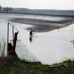 21.10.2017 Fałków. Stawy rybne. Przenoszenie karpia ze stawów do magazynów skąd będą odławiane przed świętami / Jarosław Kubalski / Radio Kielce