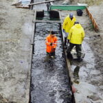 21.10.2017 Fałków. Stawy rybne. Przenoszenie karpia ze stawów do magazynów skąd będą odławiane przed świętami / Jarosław Kubalski / Radio Kielce