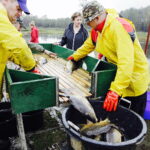 21.10.2017 Fałków. Stawy rybne. Przenoszenie karpia ze stawów do magazynów skąd będą odławiane przed świętami / Jarosław Kubalski / Radio Kielce