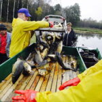 21.10.2017 Fałków. Stawy rybne. Przenoszenie karpia ze stawów do magazynów skąd będą odławiane przed świętami / Jarosław Kubalski / Radio Kielce