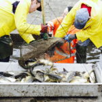21.10.2017 Fałków. Stawy rybne. Przenoszenie karpia ze stawów do magazynów skąd będą odławiane przed świętami / Jarosław Kubalski / Radio Kielce