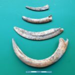 Sadowie koło Opatowa, ślady cmentarzyska z późnego neolitu. Kły dzika - wyposażenie grobu / Wojciech Pasterkiewicz