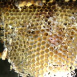 Piknik pszczelarski / Marzena Mąkosa / Radio Kielce