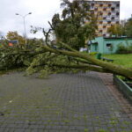 Straty spowodowane nocną wichurą. Ulica Sandomierska / Marzena Mąkosa / Radio Kielce