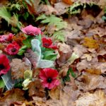 Cmentarz w Kielcach / Marzena Mąkosa / Radio Kielce