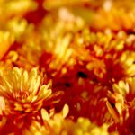 Przygotowania na Wszystkich Świętych. Chryzantemy drobne w doniczkach / Marzena Mąkosa / Radio Kielce