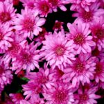 Przygotowania na Wszystkich Świętych. Chryzantemy drobne w doniczkach / Marzena Mąkosa / Radio Kielce