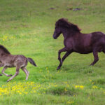 Zachodnia Islandia / Mirosław Lubarski