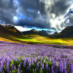 Zachodnia Islandia / Mirosław Lubarski