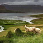 Zachodnia Islandia / Mirosław Lubarski