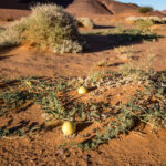 Muzyczne podróże przez świat. Sahara / Mirosław Lubarski
