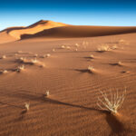 Muzyczne podróże przez świat. Sahara / Mirosław Lubarski