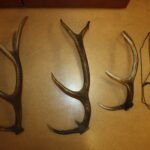 Funkcjonariusze znaleźli i zabezpieczyli ponad 200 sztuk amunicji różnego typu, a także 6 sztuk trofeów zwierząt łownych oraz 2 tzw. wnyki / KPP we Włoszczowie