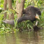 Zwierzęta Amazonii / prof. dr hab. Marek Jóźwiak i dr hab. Małogorzata Anna Jóźwiak