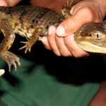 Zwierzęta Amazonii / prof. dr hab. Marek Jóźwiak i dr hab. Małogorzata Anna Jóźwiak