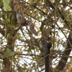 Zwierzęta Amazonii / prof. dr hab. Marek Jóźwiak i dr hab. Małogorzata Anna Jóźwiak