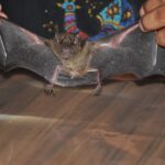 Zwierzęta Amazonii / prof. dr hab. Marek Jóźwiak i dr hab. Małogorzata Anna Jóźwiak