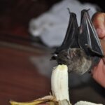 Zwierzęta Amazonii / prof. dr hab. Marek Jóźwiak i dr hab. Małogorzata Anna Jóźwiak