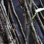 Zwierzęta Amazonii / prof. dr hab. Marek Jóźwiak i dr hab. Małogorzata Anna Jóźwiak