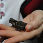 Zwierzęta Amazonii / prof. dr hab. Marek Jóźwiak i dr hab. Małogorzata Anna Jóźwiak