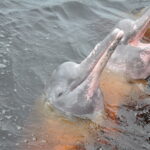 Muzyczne Podróże Przez Świat. Wioska w Amazonii / prof. dr hab. Marek Jóźwiak, dr hab. Małgorzata Anna Jóźwiak