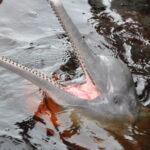 Muzyczne Podróże Przez Świat. Wioska w Amazonii / prof. dr hab. Marek Jóźwiak, dr hab. Małgorzata Anna Jóźwiak