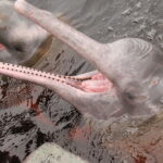 Muzyczne Podróże Przez Świat. Wioska w Amazonii / prof. dr hab. Marek Jóźwiak, dr hab. Małgorzata Anna Jóźwiak