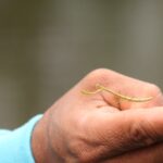 Zwierzęta Amazonii / prof. dr hab. Marek Jóźwiak i dr hab. Małogorzata Anna Jóźwiak