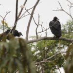 Zwierzęta Amazonii / prof. dr hab. Marek Jóźwiak i dr hab. Małogorzata Anna Jóźwiak