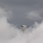 Zwierzęta Amazonii / prof. dr hab. Marek Jóźwiak i dr hab. Małogorzata Anna Jóźwiak