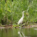 Zwierzęta Amazonii / prof. dr hab. Marek Jóźwiak i dr hab. Małogorzata Anna Jóźwiak
