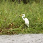 Zwierzęta Amazonii / prof. dr hab. Marek Jóźwiak i dr hab. Małogorzata Anna Jóźwiak