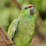 Zwierzęta Amazonii / prof. dr hab. Marek Jóźwiak i dr hab. Małogorzata Anna Jóźwiak