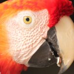 Zwierzęta Amazonii / prof. dr hab. Marek Jóźwiak i dr hab. Małogorzata Anna Jóźwiak