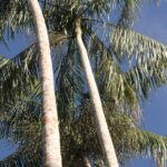 Amazonia / prof. dr hab. Marek Jóźwiak i dr hab. Małgorzata Anna Jóźwiak