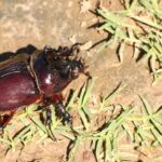 Zwierzęta Amazonii / prof. dr hab. Marek Jóźwiak i dr hab. Małogorzata Anna Jóźwiak