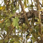 Zwierzęta Amazonii / prof. dr hab. Marek Jóźwiak i dr hab. Małogorzata Anna Jóźwiak