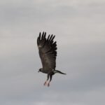 Zwierzęta Amazonii / prof. dr hab. Marek Jóźwiak i dr hab. Małogorzata Anna Jóźwiak