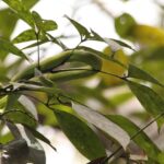 Zwierzęta Amazonii / prof. dr hab. Marek Jóźwiak i dr hab. Małogorzata Anna Jóźwiak