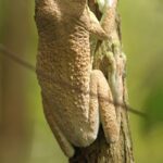 Zwierzęta Amazonii / prof. dr hab. Marek Jóźwiak i dr hab. Małogorzata Anna Jóźwiak