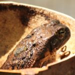 Zwierzęta Amazonii / prof. dr hab. Marek Jóźwiak i dr hab. Małogorzata Anna Jóźwiak