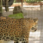 Muzyczne Podróże Przez Świat. Wioska w Amazonii / prof. dr hab. Marek Jóźwiak, dr hab. Małgorzata Anna Jóźwiak