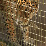 Muzyczne Podróże Przez Świat. Wioska w Amazonii / prof. dr hab. Marek Jóźwiak, dr hab. Małgorzata Anna Jóźwiak